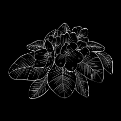 best-digital-marketing-freelancer-aesthetic-flower-elements